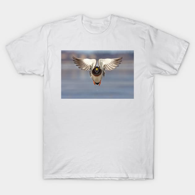 Out of my way! Mallard T-Shirt by Jim Cumming